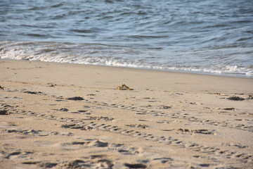 Crab in the sand on the beach in Norfolk, Virginia