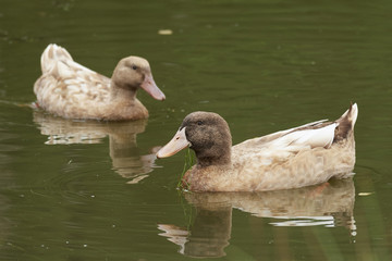 Swedish Yellow duck