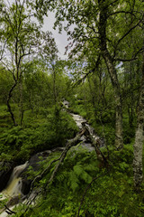 Norway Nature