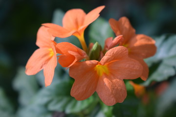 Crossandra infundibuliformis is a species of flowering plant in the family Acanthaceae