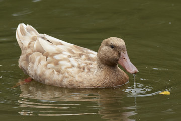Swedish Yellow duck