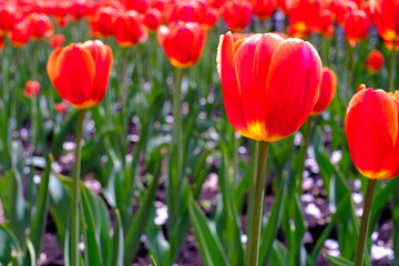 red tulips on the background of other red tulips, summer