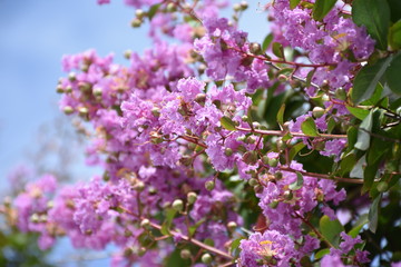 Crape Myrtle flowers