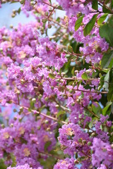 Crape Myrtle flowers