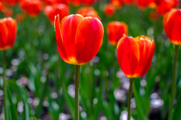 outdoor tulips bright red on the street, background red tulips