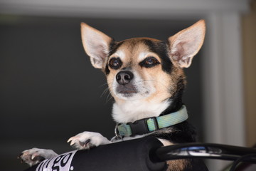 Regal Chihuahua mix looking up