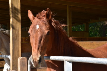 Beautiful red quarter horse in stall