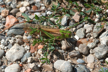 cavalletta sulle pietre