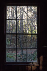 View out of an old cabin window at bare trees and rhododendrons, vertical aspect