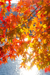 Autumn color red maple at morning at lake Kawaguchiko, Japan