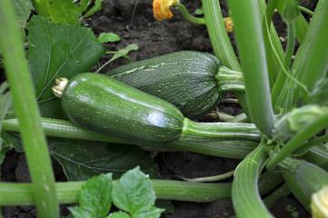 Flowering and fruit courgette