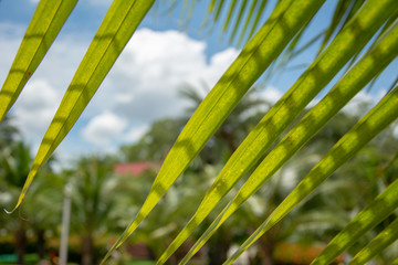 Plants pointed leaves hang down  © David