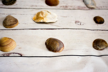 Collection of clam shells placed on a white wooden table