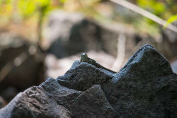 lizard on stone