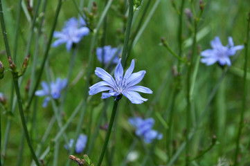 Fototapeta premium Blue flowers and stem cichorium