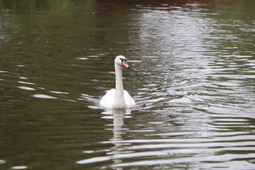 swans mallards and manky mallards on the canal waters of the oxford water ways