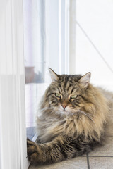 Beauty cat of livestock, siberian purebred. Adorable domestic pet with long hair outdoor,hypoallergenic animal