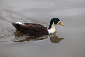 swans mallards and manky mallards on the canal waters of the oxford water ways
