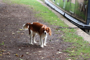 spaniel pet dog out for a walk