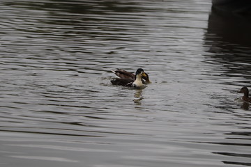 swans mallards and manky mallards on the canal waters of the oxford water ways