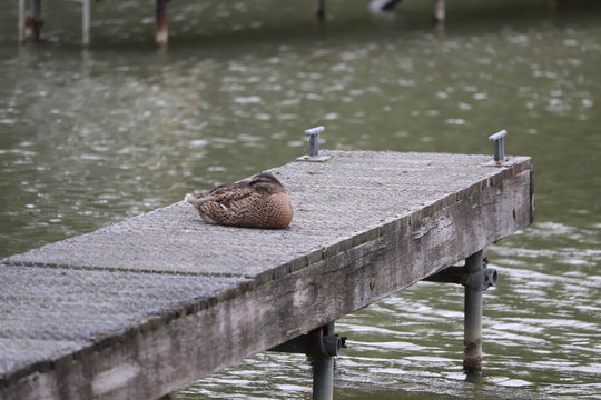 swans mallards and manky mallards on the canal waters of the oxford water ways