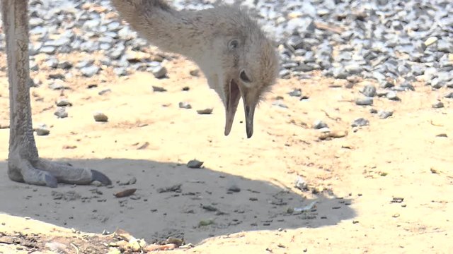 Ostrich eating in Slow motion. One can see how the ostrich picks up its food, pulls it forcefully up and then uses the imparted momentum to have its food fly into its throat so it can sallow it.