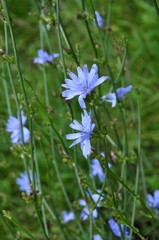 Obraz na płótnie Canvas Blue flowers and stem cichorium