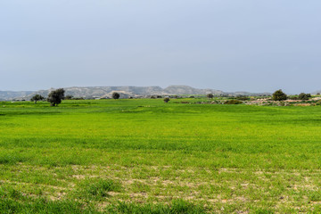 Fototapeta premium Large grassy field