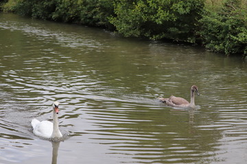 swans mallards and manky mallards on the canal waters of the oxford water ways