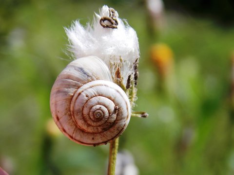 small snail on the plant

