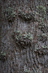 Knobby furrowed tree bark on a tree trunk, vertical aspect