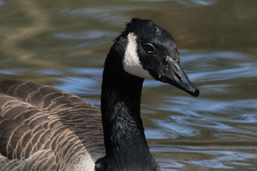Ganso Canadense / Canada Goose (Branta canadensis)