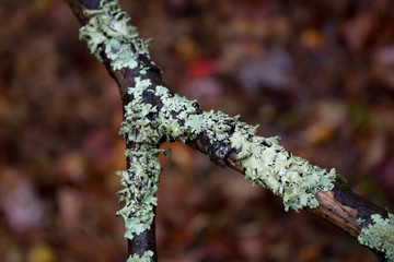 Lichen moss on a forked twig before wet leaves, selective focus, horizontal aspect