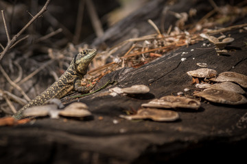 Lagarto / Lizard