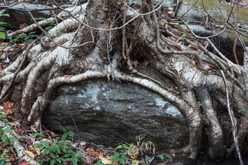 Tree roots growing around a large boulder, encased, horizontal aspect