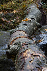 View down a wet rotting log, deadfall, vertical aspect