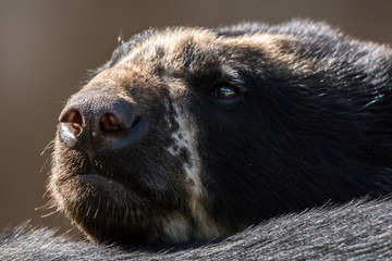 Urso de Óculos / Spectacled Bear (Tremarctos ornatus)