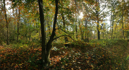 panoramic view of the sun shine through autumn foliage in a wild forest with plenty ivy on the forest floor