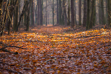 droga leśna jesienią, osłana liściami © © Jakacki