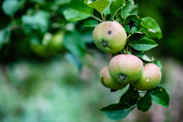 fresh apple in garden