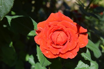 red rose with green leaves blooms in summer in the garden