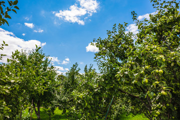 Green Organic Apple Garden at summer day,  ripe food agriculture harvest