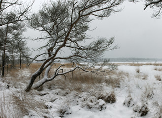 An old deformed pine tree struggles to survive tough winter in the moorlands with fresh snow covering the branches