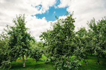 Green Organic Apple Garden at summer day,  ripe food agriculture harvest