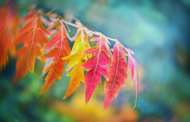 Autumn leafes on blurred background, very shallow focus. Colorful foliage in the autumn park. - obrazy, fototapety, plakaty