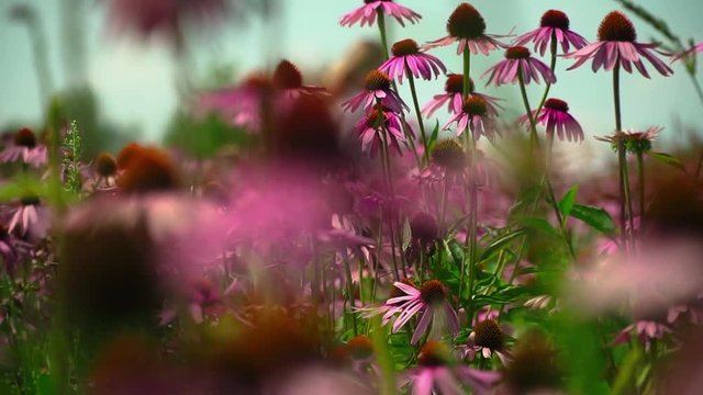 Field with flowers Echinacea
