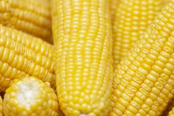 Fresh corn on cobs, closeup