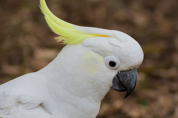 Cockatoo