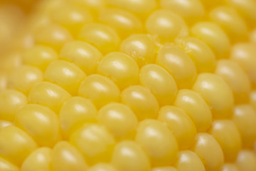 Fresh corn on cobs, closeup