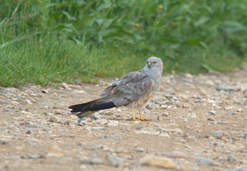 Hen harrier (Circus cyaneus) on the ground